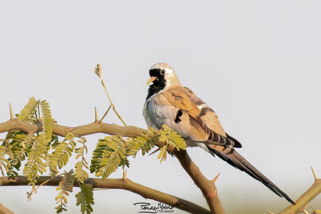 Namaqua Dove